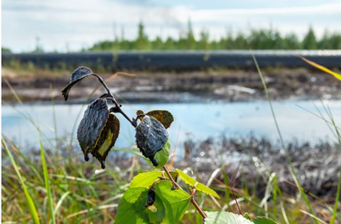 environement impact assesment
